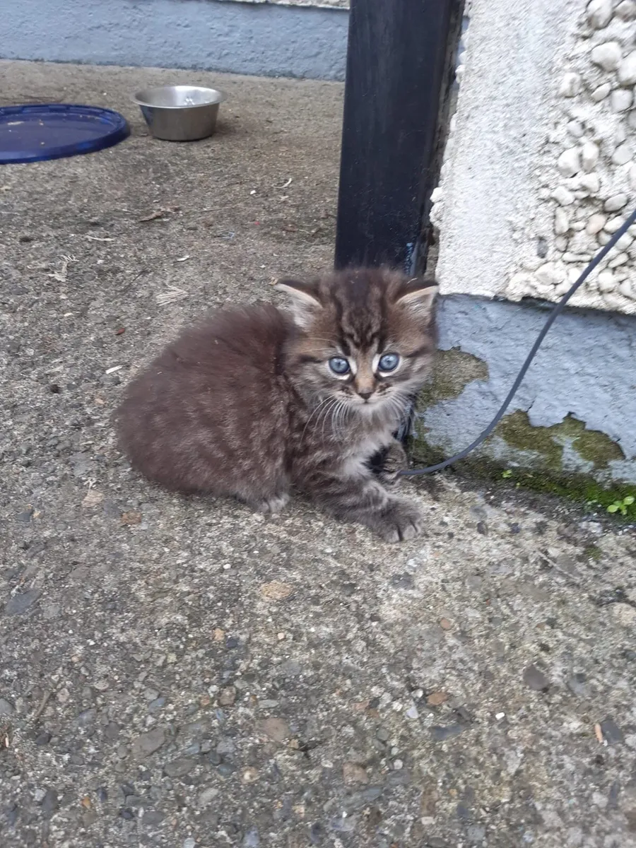 Kittens - Image 1
