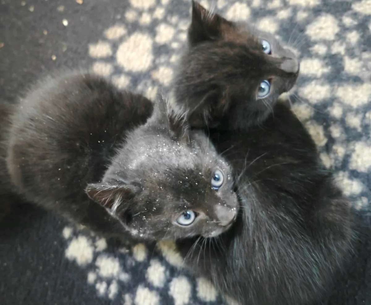 Male kittens - Image 1