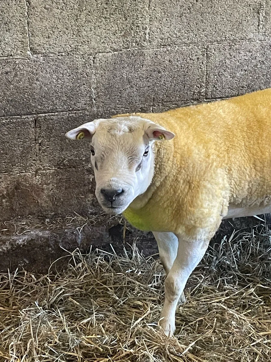 Texel Double 5 star Hogget ram - Image 1