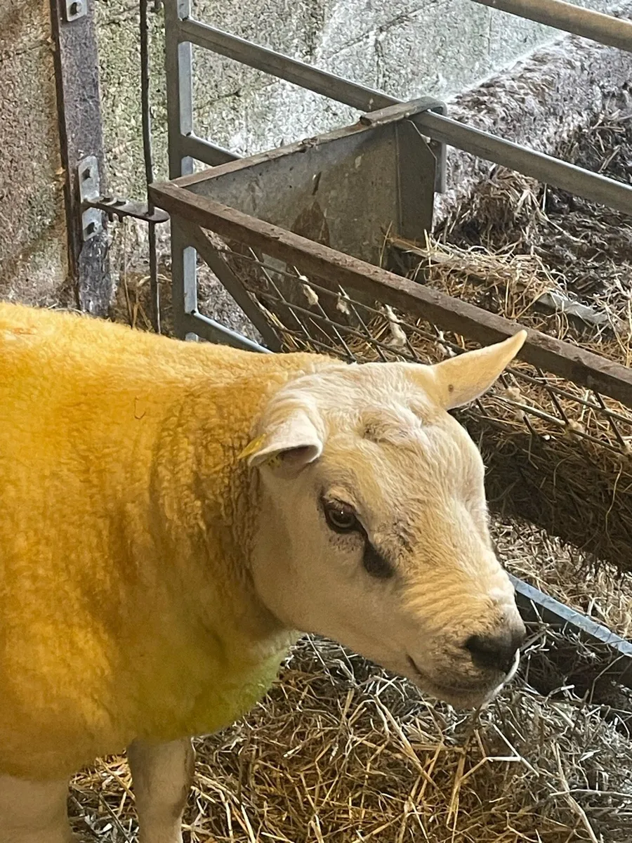 Texel Double 5 star Hogget ram - Image 2