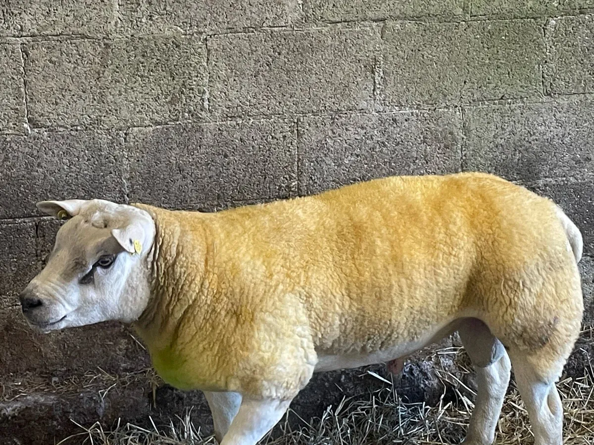 Texel Double 5 star Hogget ram - Image 3