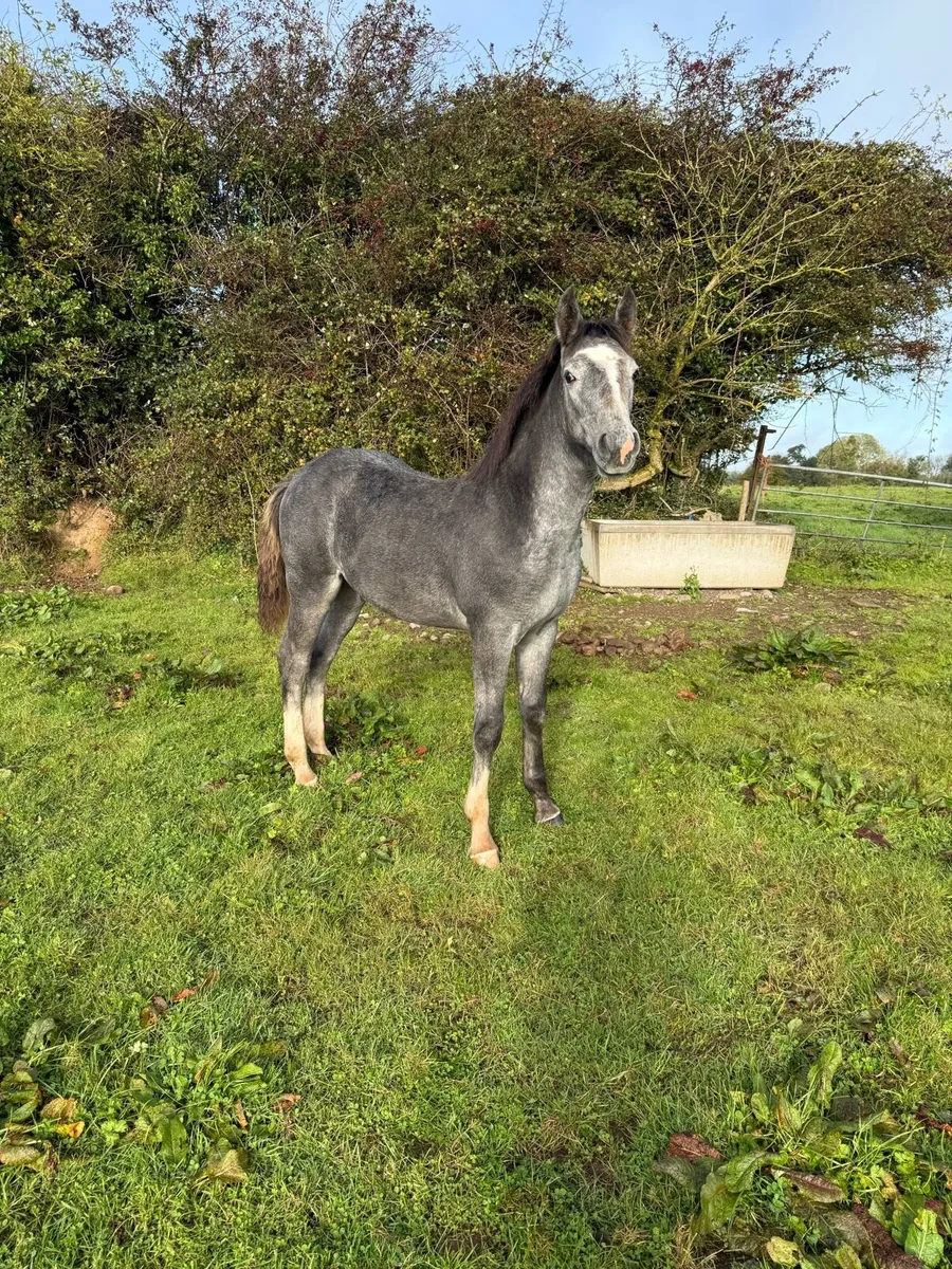 Foal - Image 1
