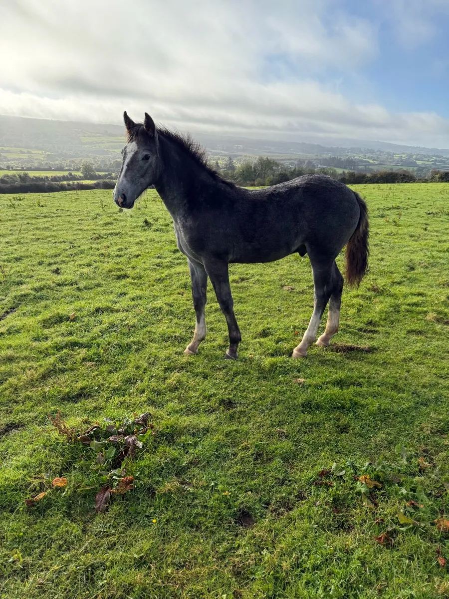Foal - Image 2