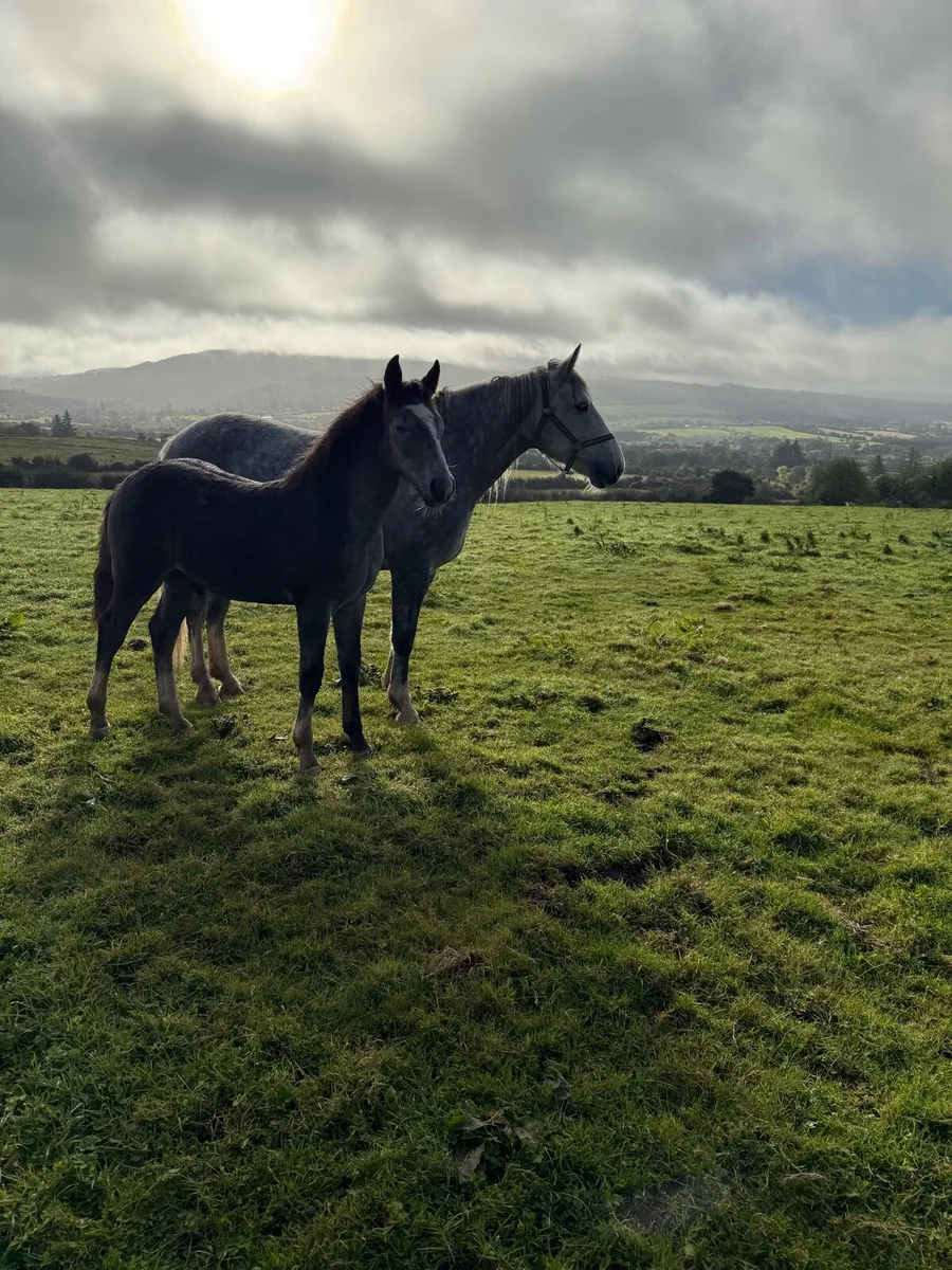 Foal - Image 3