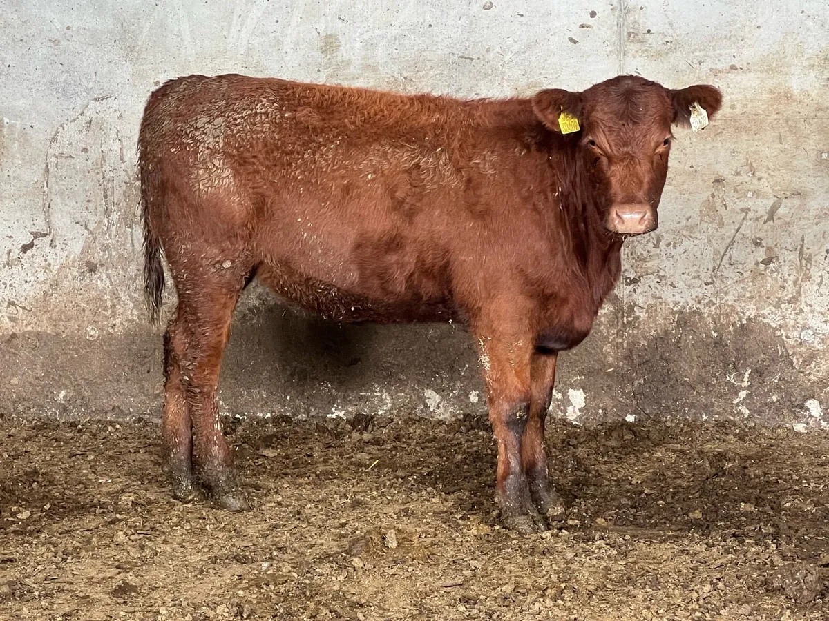 PBR RED ANGUS HEIFER - Image 1