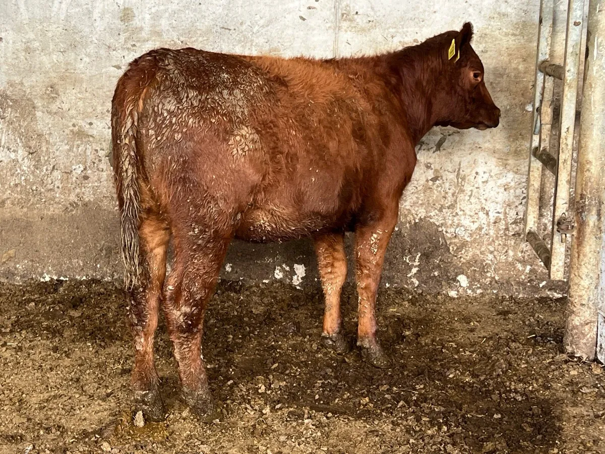 PBR RED ANGUS HEIFER - Image 2