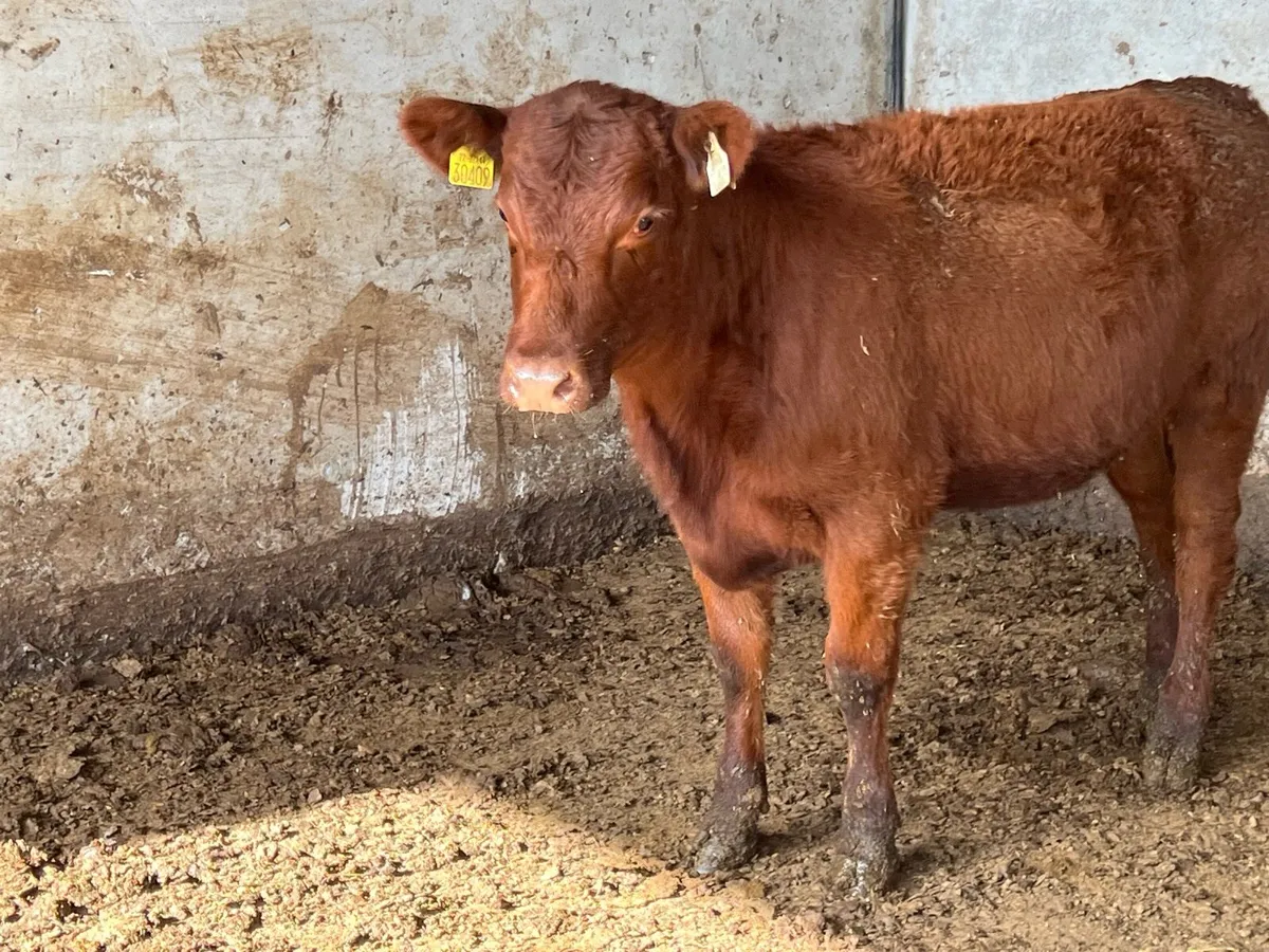 PBR RED ANGUS HEIFER - Image 3