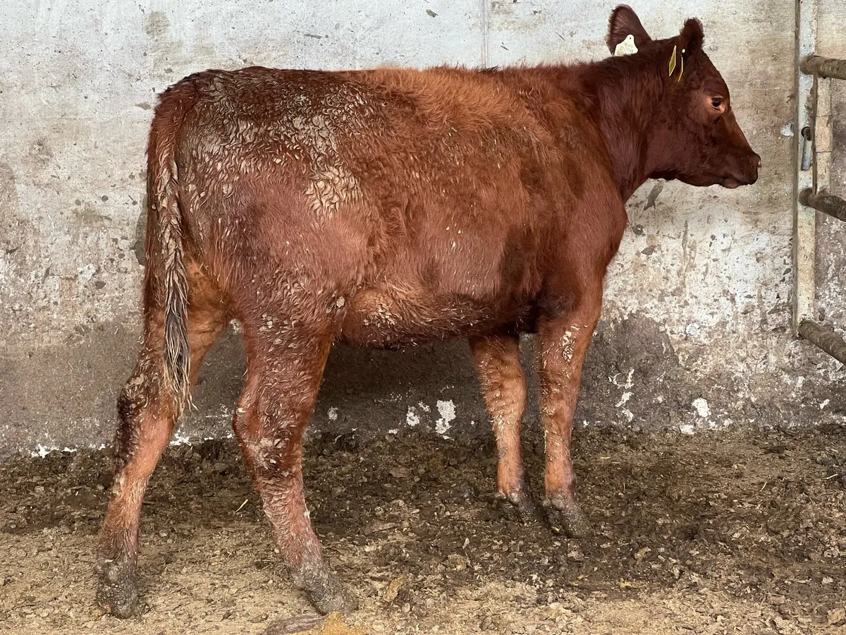 PBR RED ANGUS HEIFER - Image 4