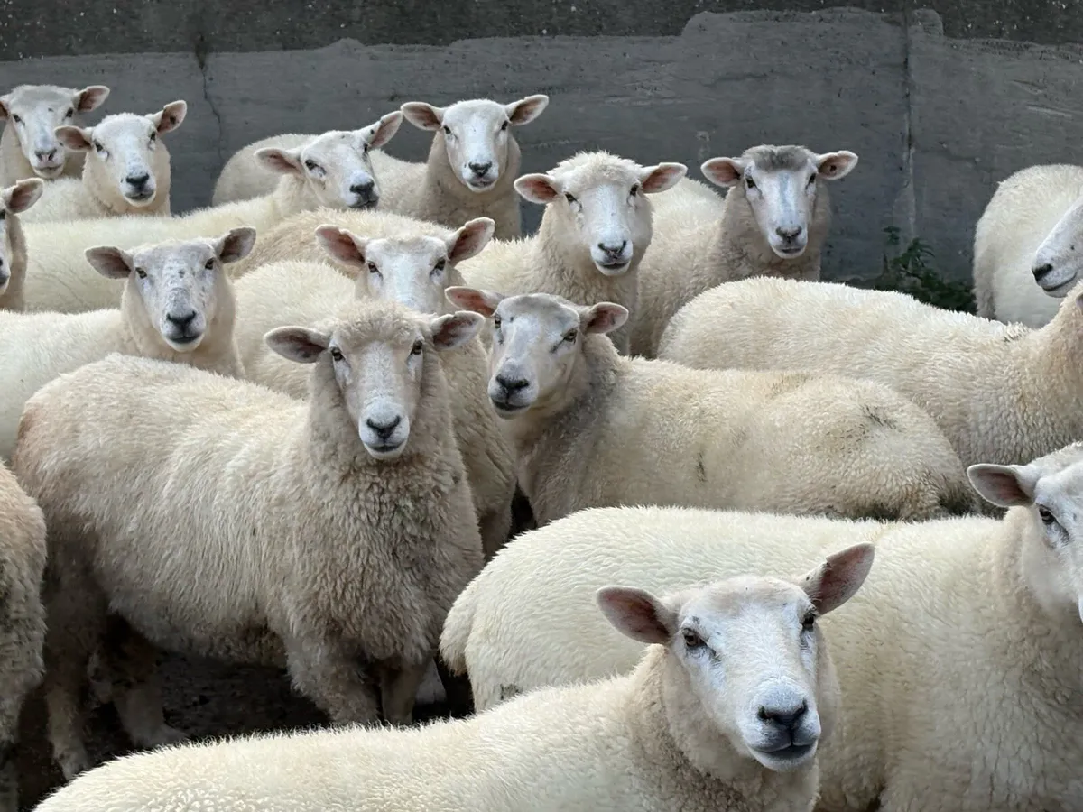 Romany hoggets - Image 1