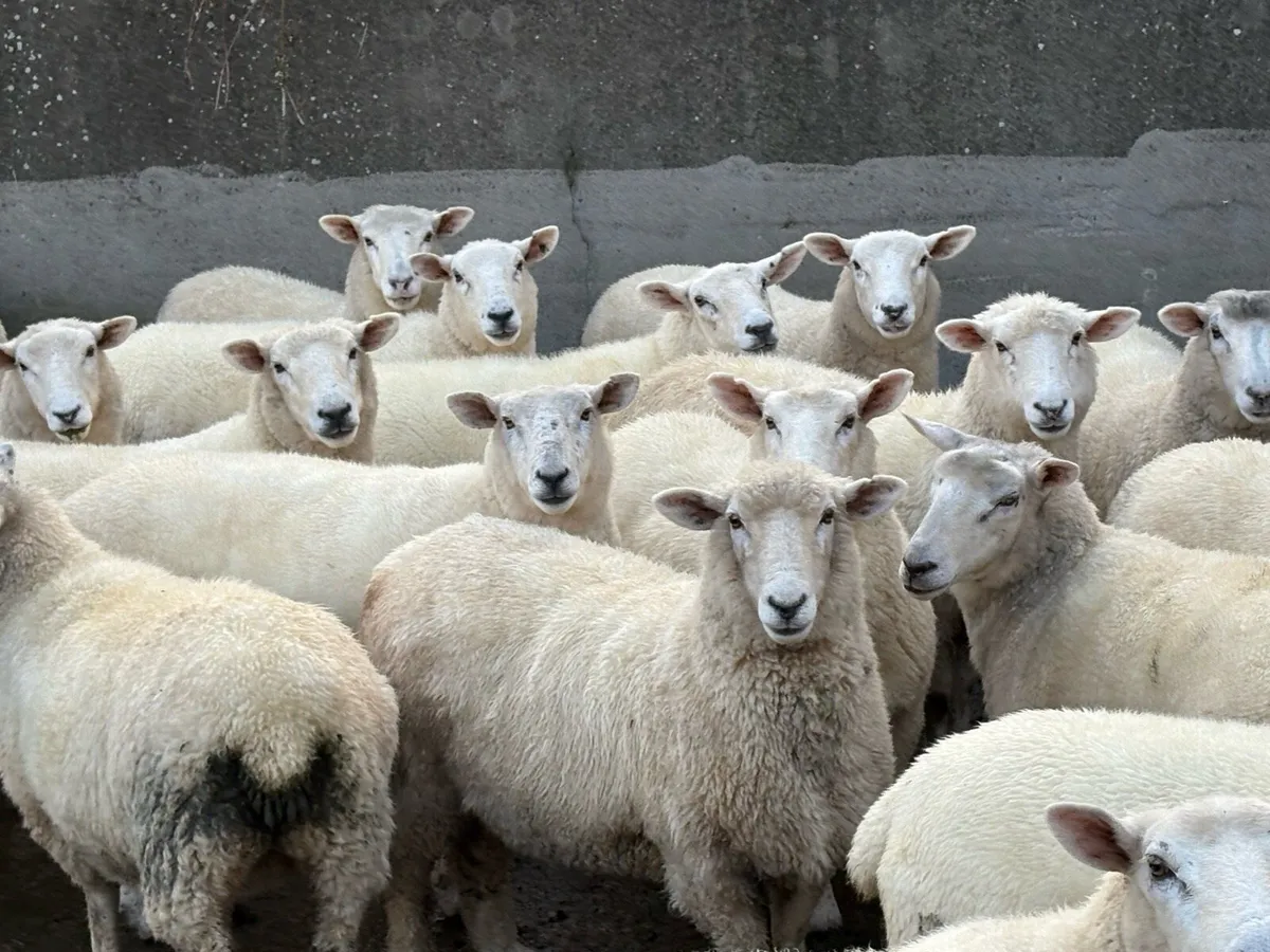 Romany hoggets - Image 2