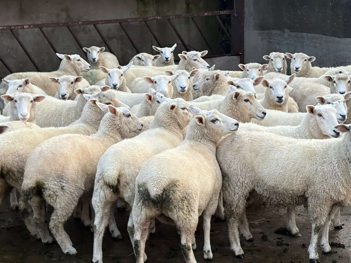 Romany hoggets - Image 3