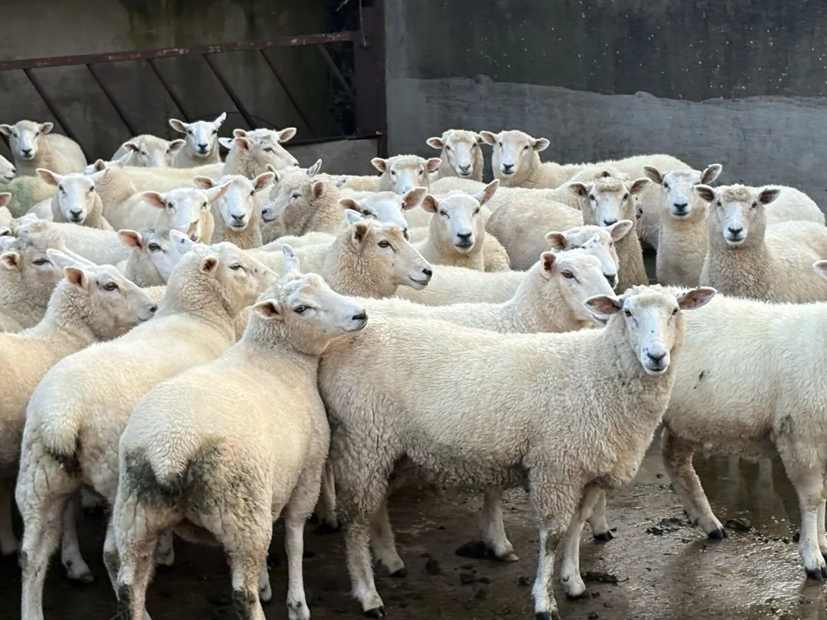 Romany hoggets - Image 4