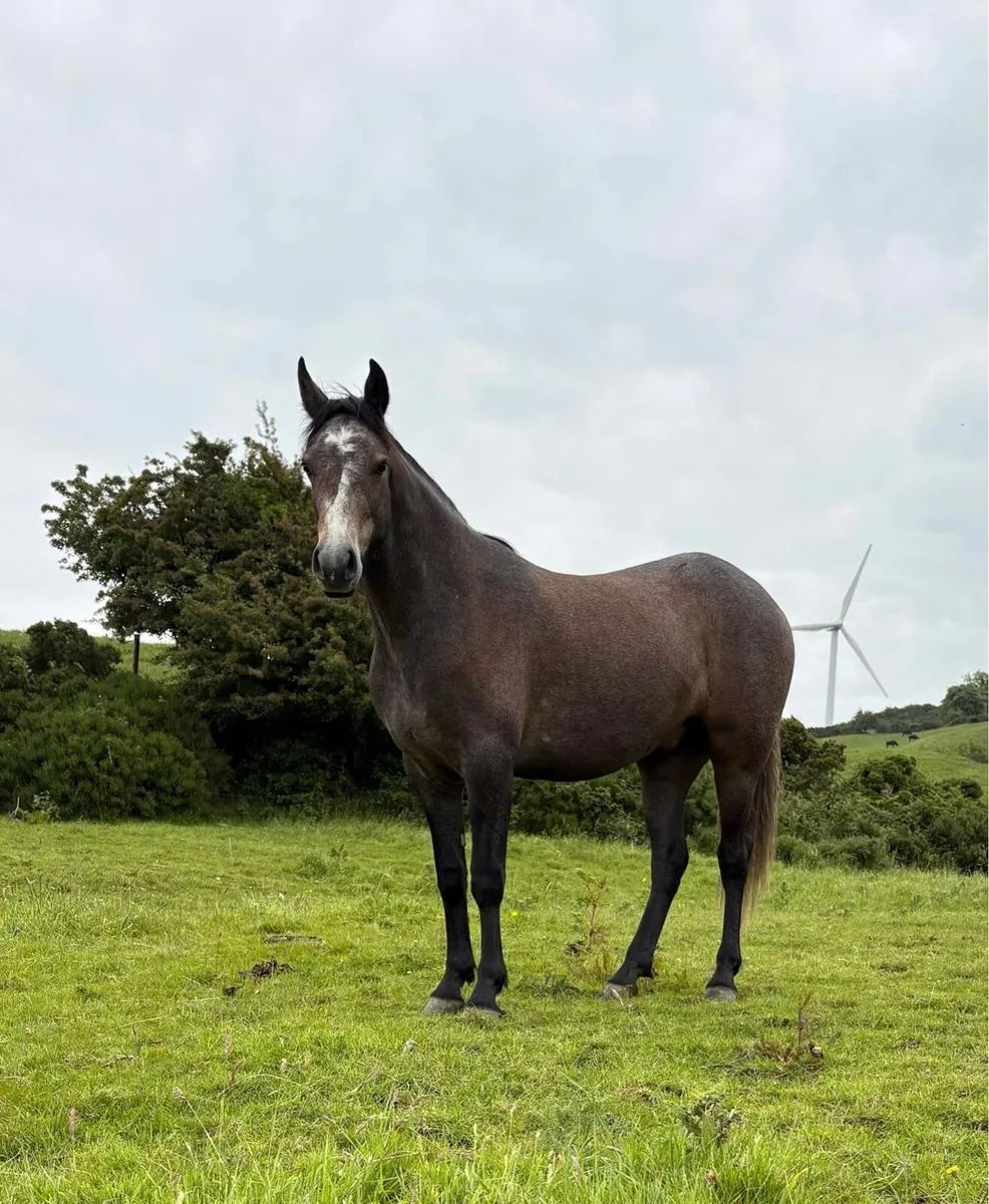 Connemara - Image 1