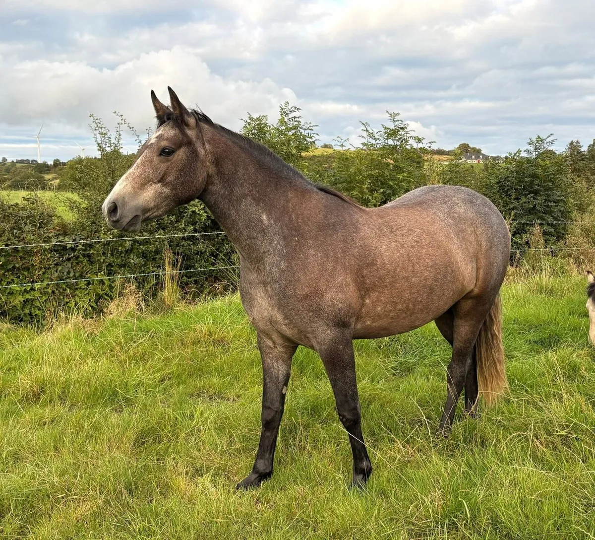 Connemara - Image 2