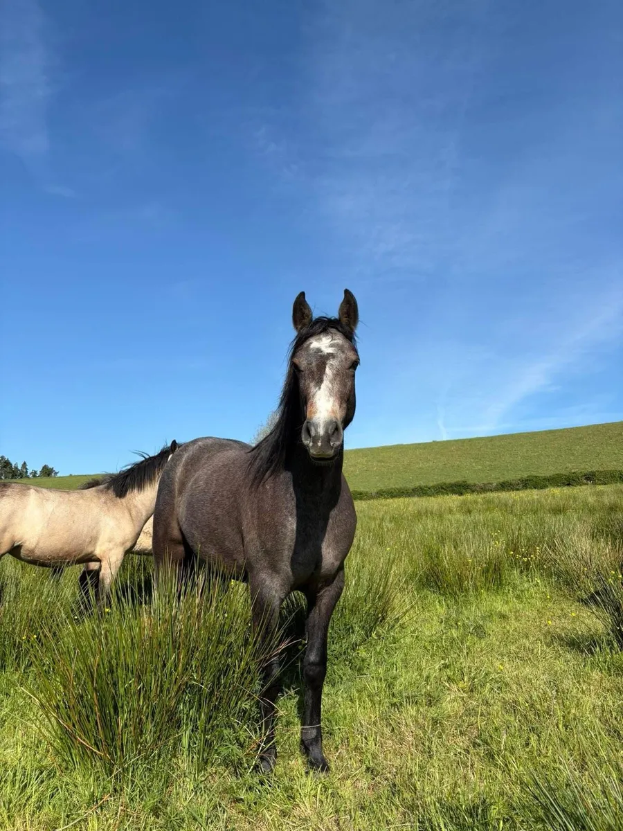 Connemara - Image 3