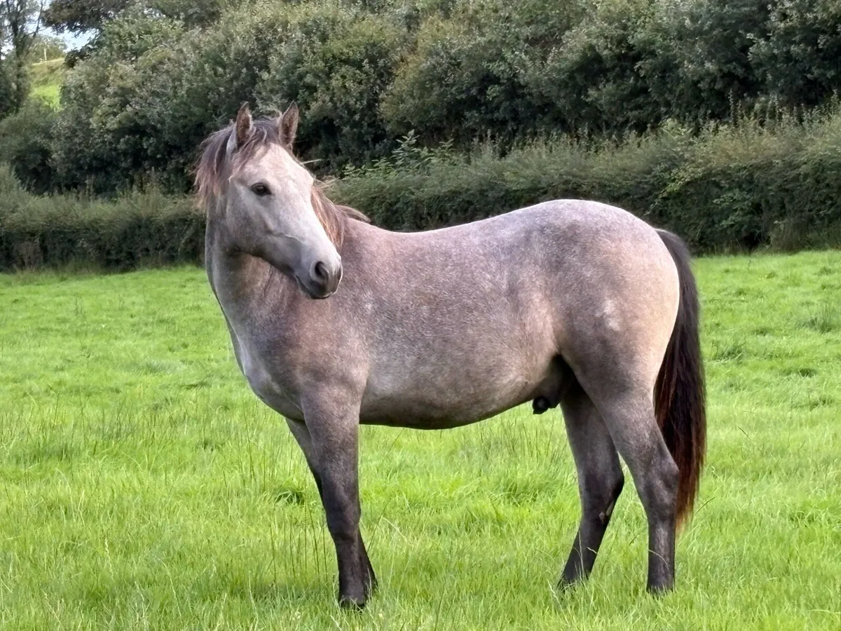 SILVER SHADOW - Image 3