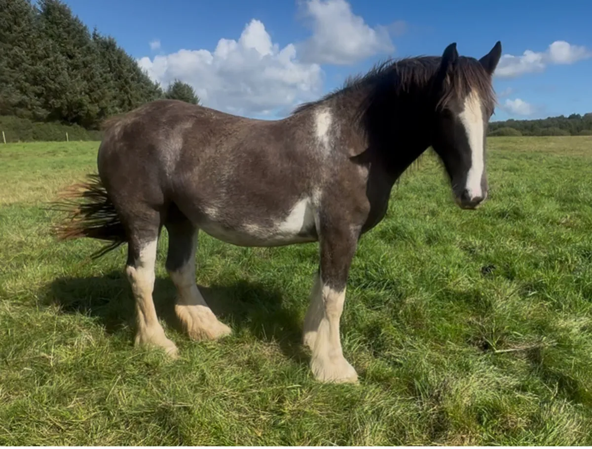 Big  2yr old cob filly - Image 3