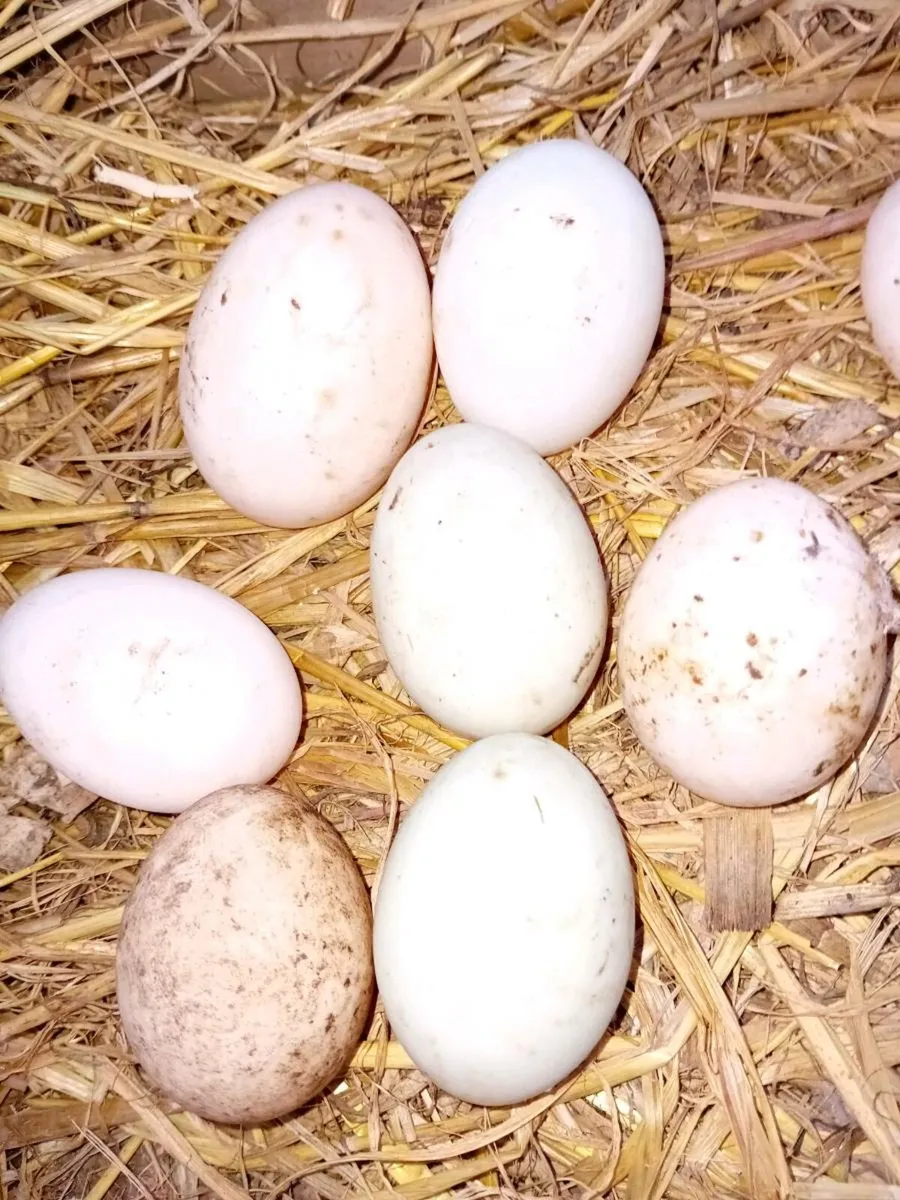 Fertile duck eggs - Image 2