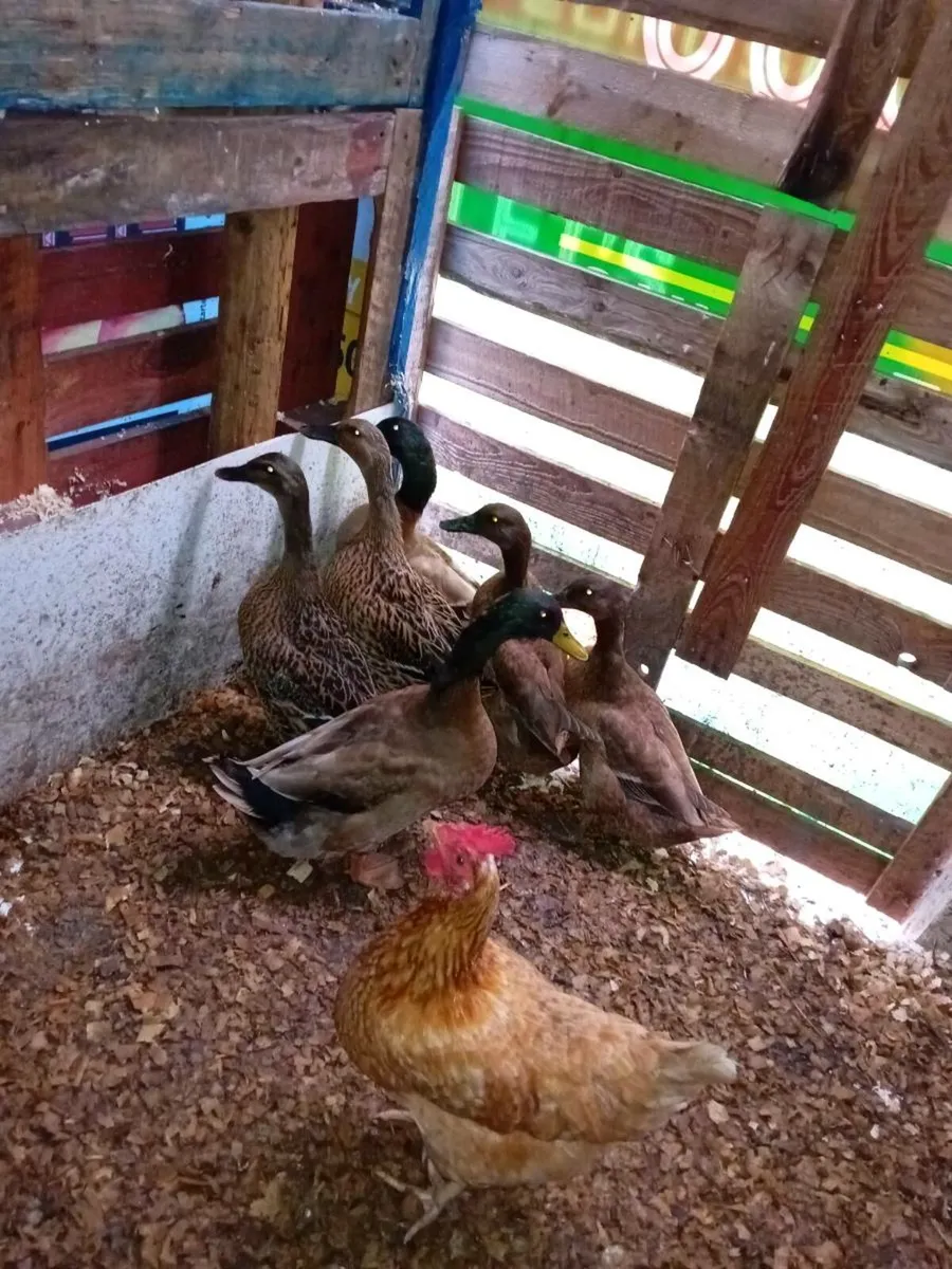 Fertile duck eggs - Image 3