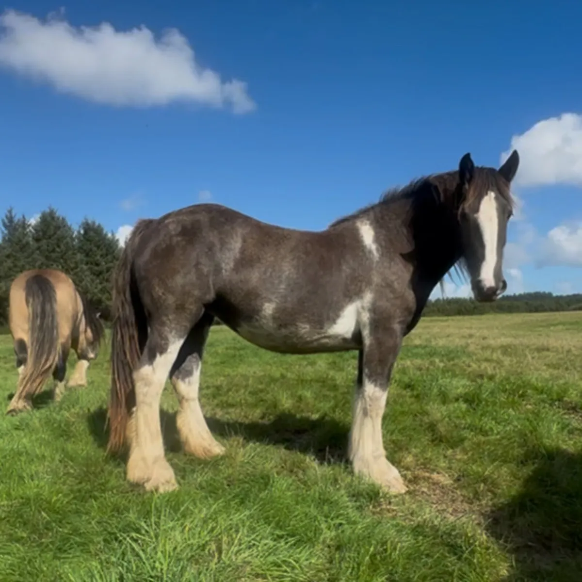 Big  2yr old cob filly - Image 4