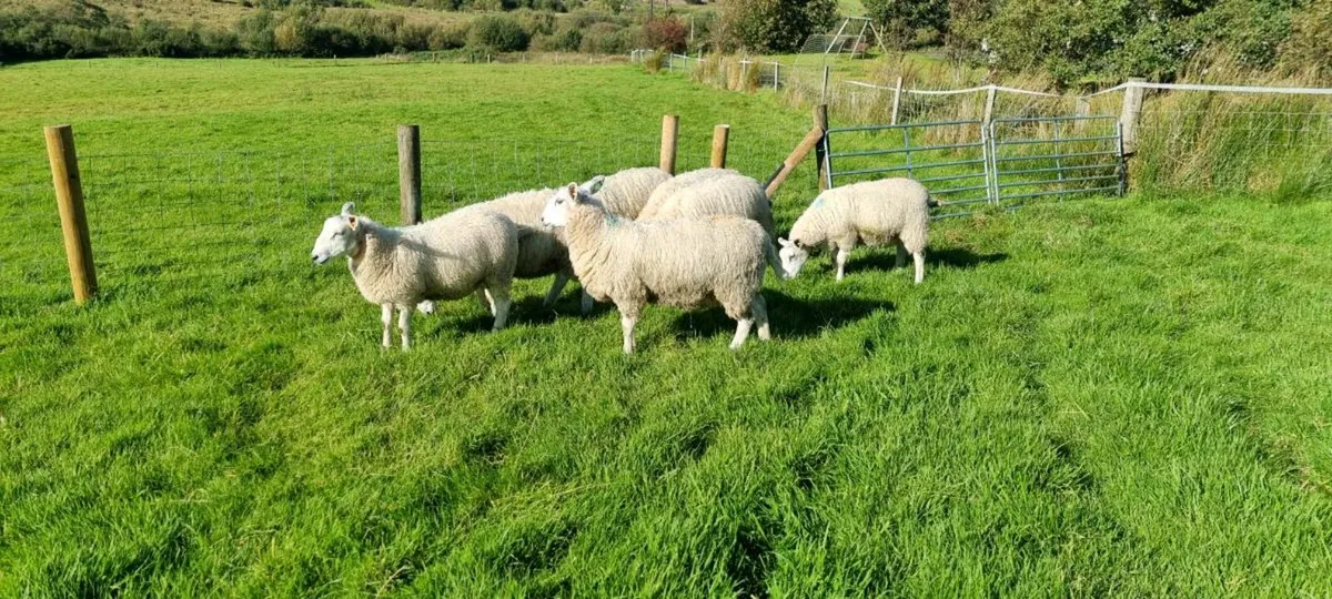 Sis ram lambs - Image 1