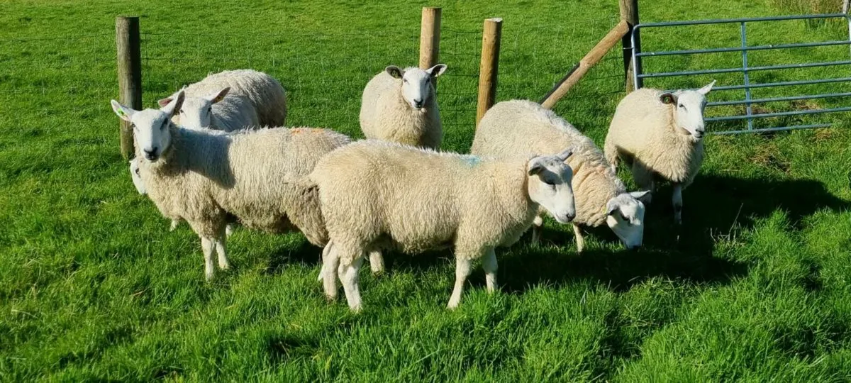 Sis ram lambs - Image 2