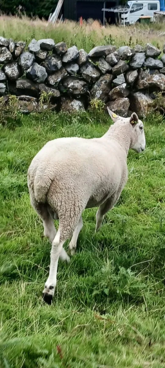 Sis ram lambs - Image 4