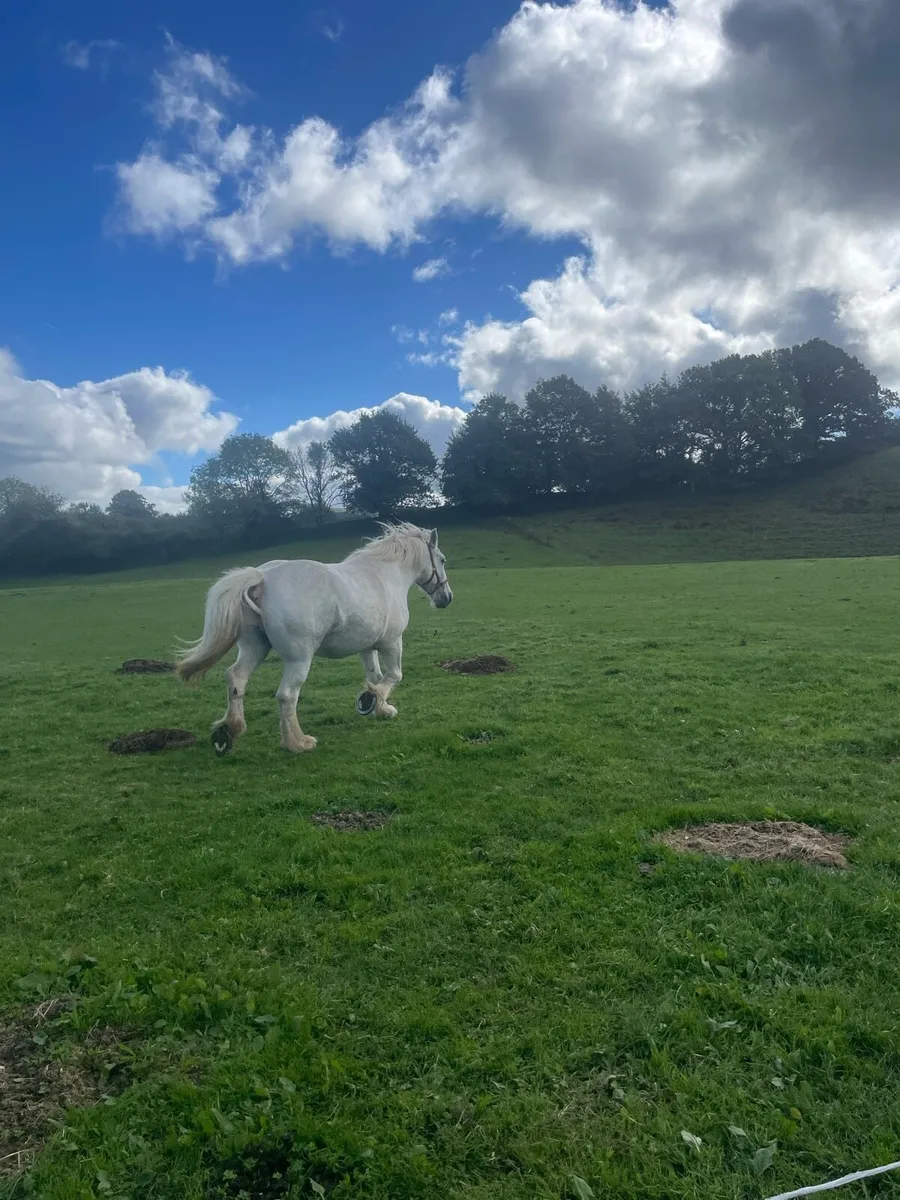 Old Fashioned Draught Mare - Image 2