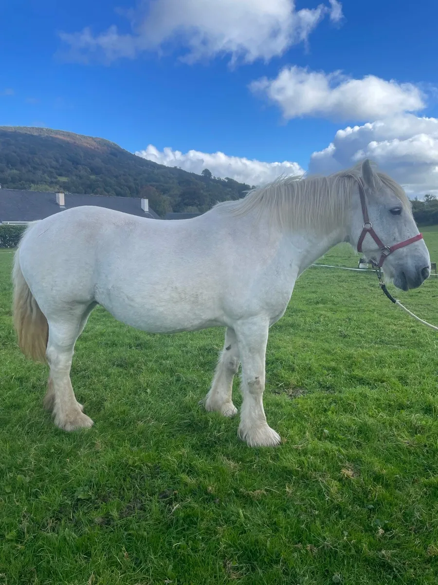 Old Fashioned Draught Mare - Image 3