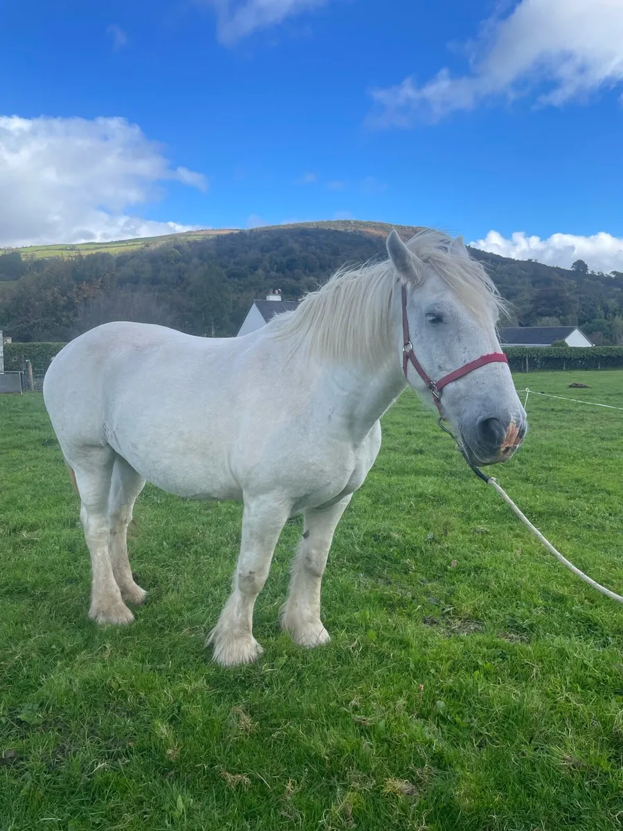 Old Fashioned Draught Mare - Image 4