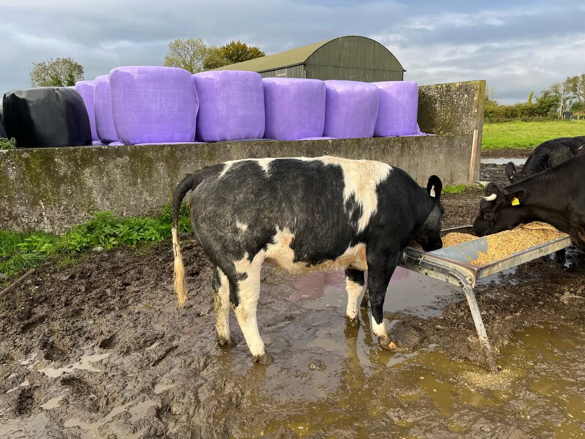 Blue heifer - Image 1