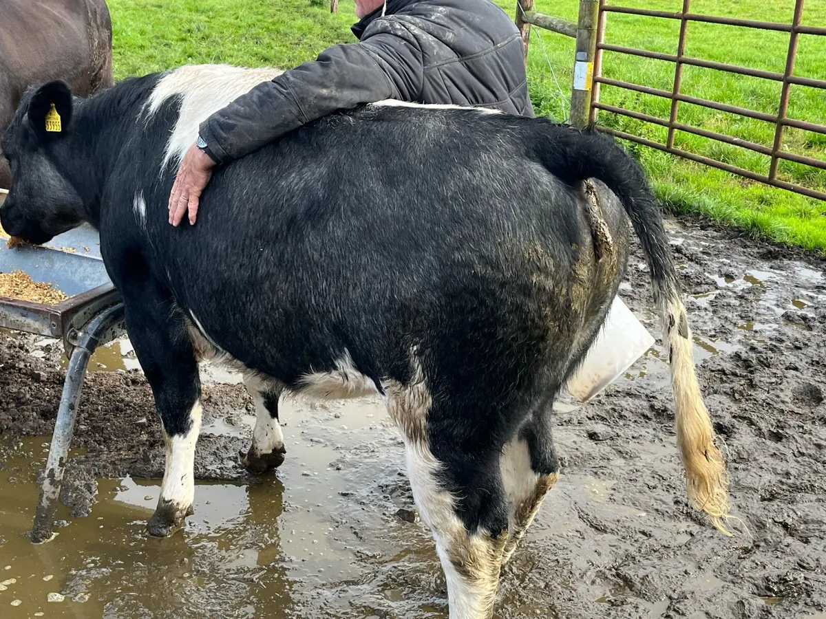 Blue heifer - Image 2