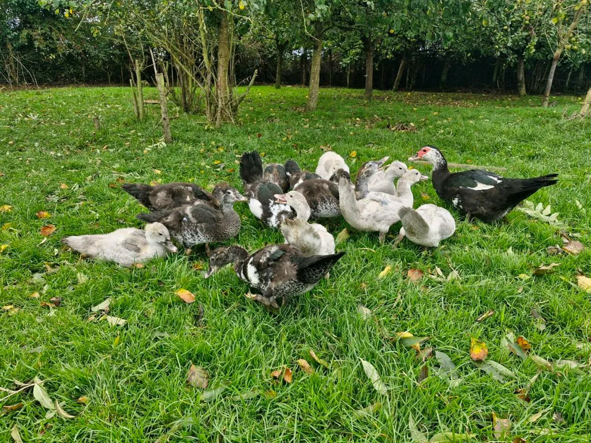 Muscovy ducklings & Orpington ducks - Image 3