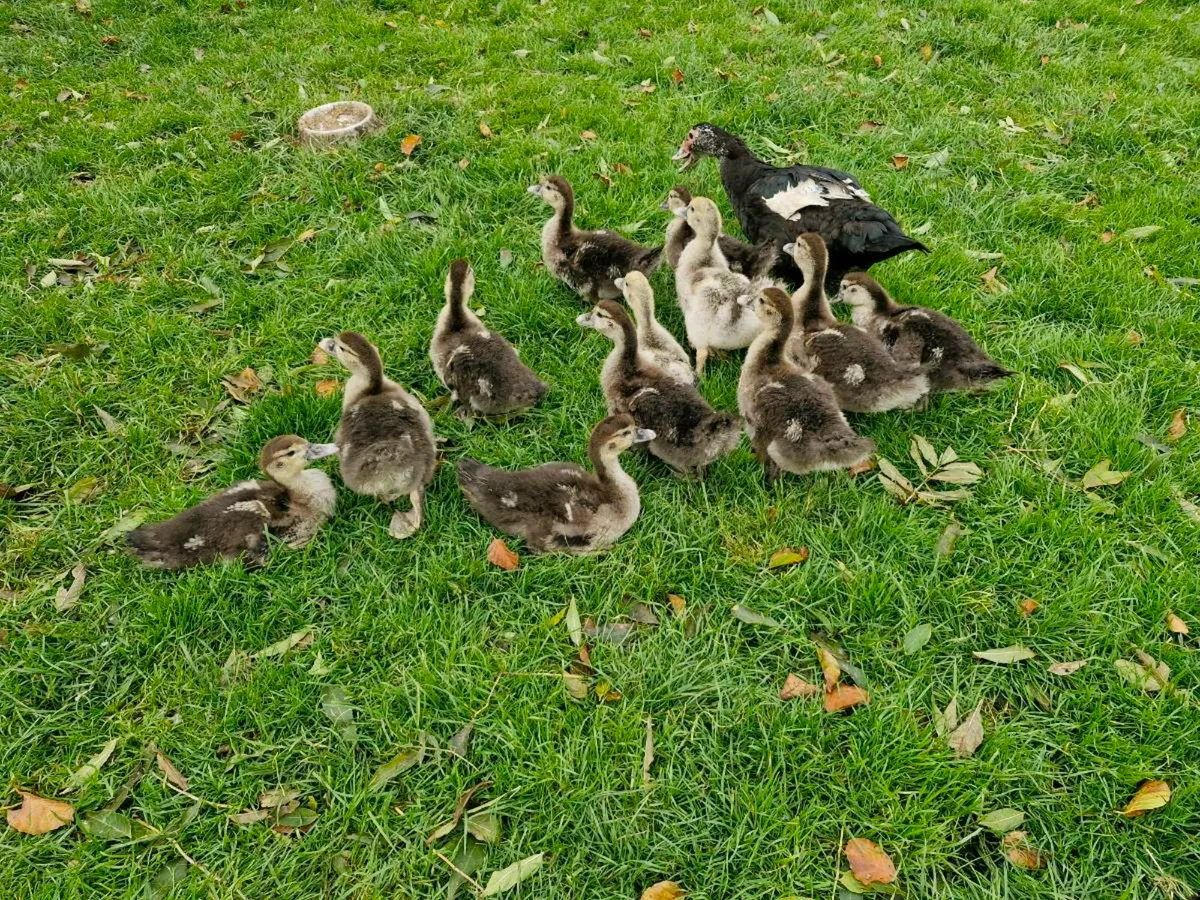 Muscovy ducklings & Orpington ducks - Image 4