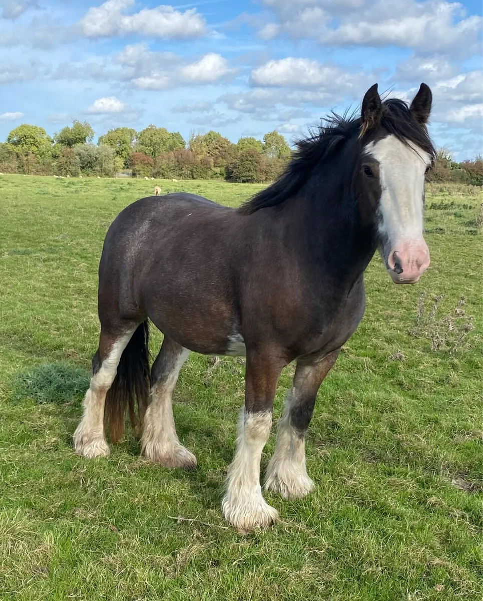 Cob mare - Image 1