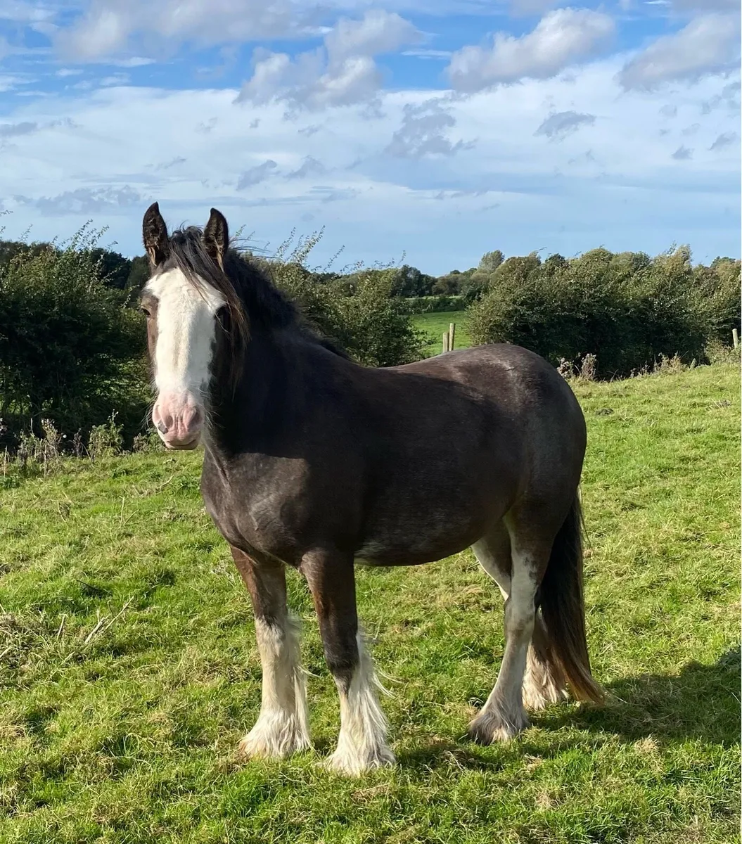 Cob mare - Image 2