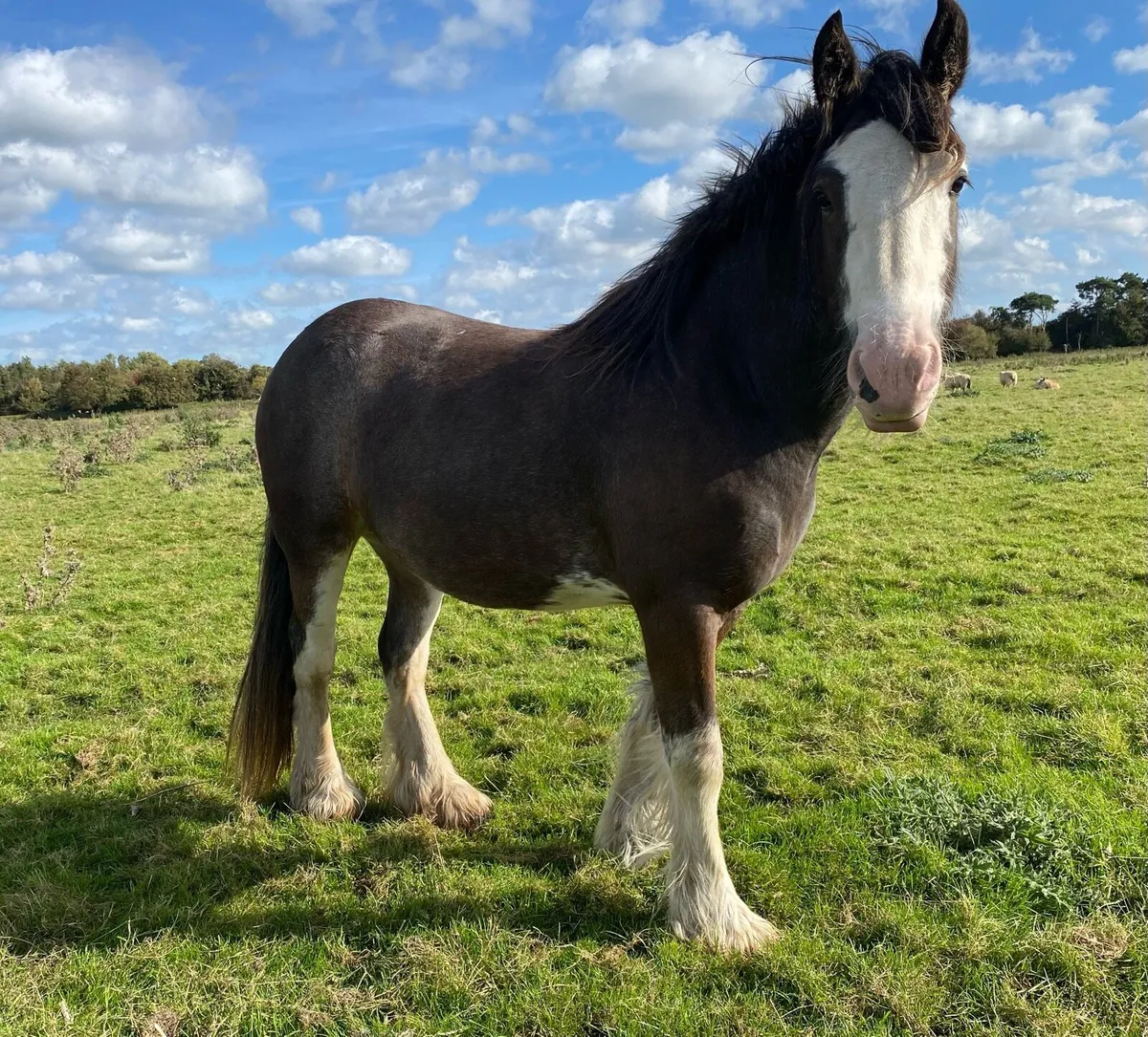 Cob mare - Image 3