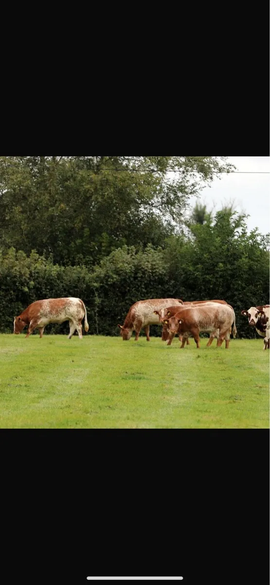 Maiden heifers - Image 1