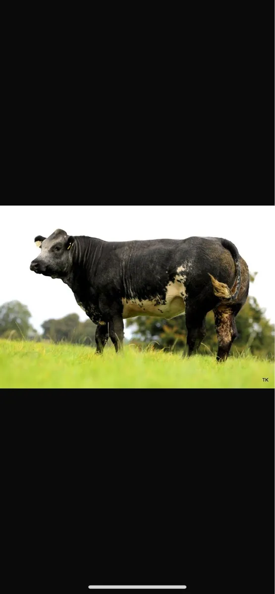 Maiden heifers - Image 2