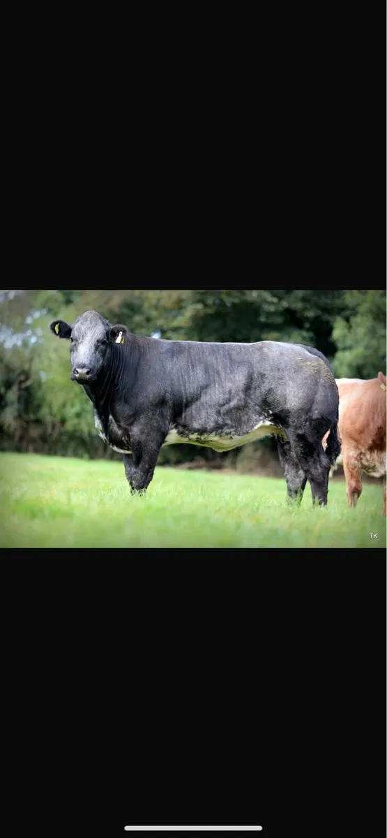 Maiden heifers - Image 4