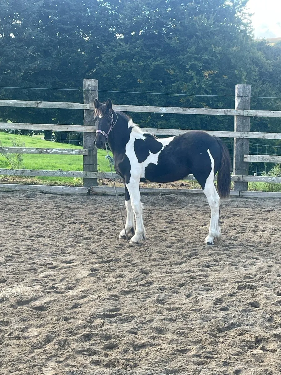 Coloured Colt Foal - Image 1