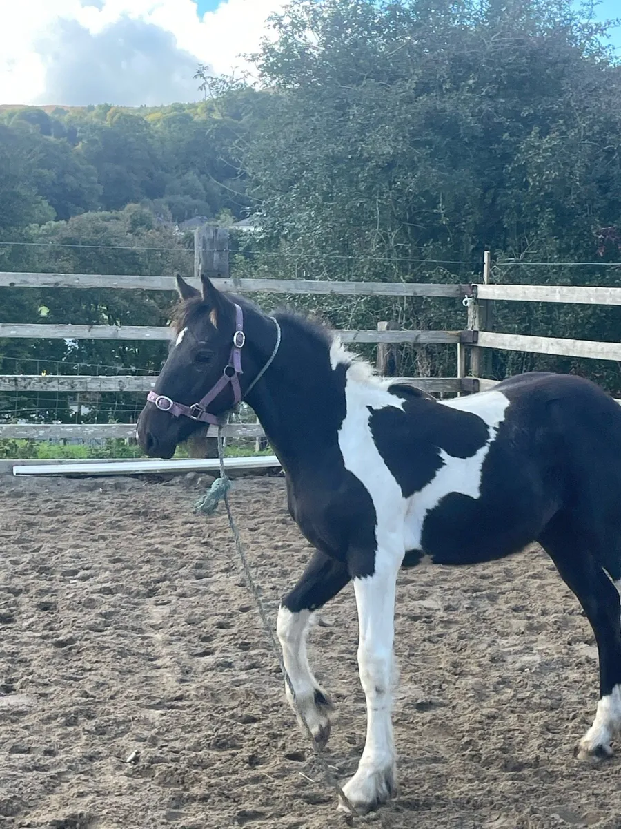 Coloured Colt Foal - Image 2