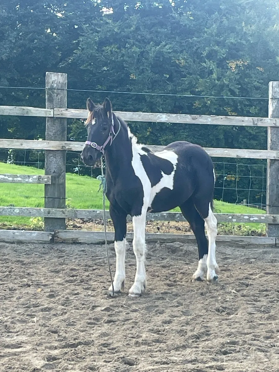 Coloured Colt Foal - Image 3