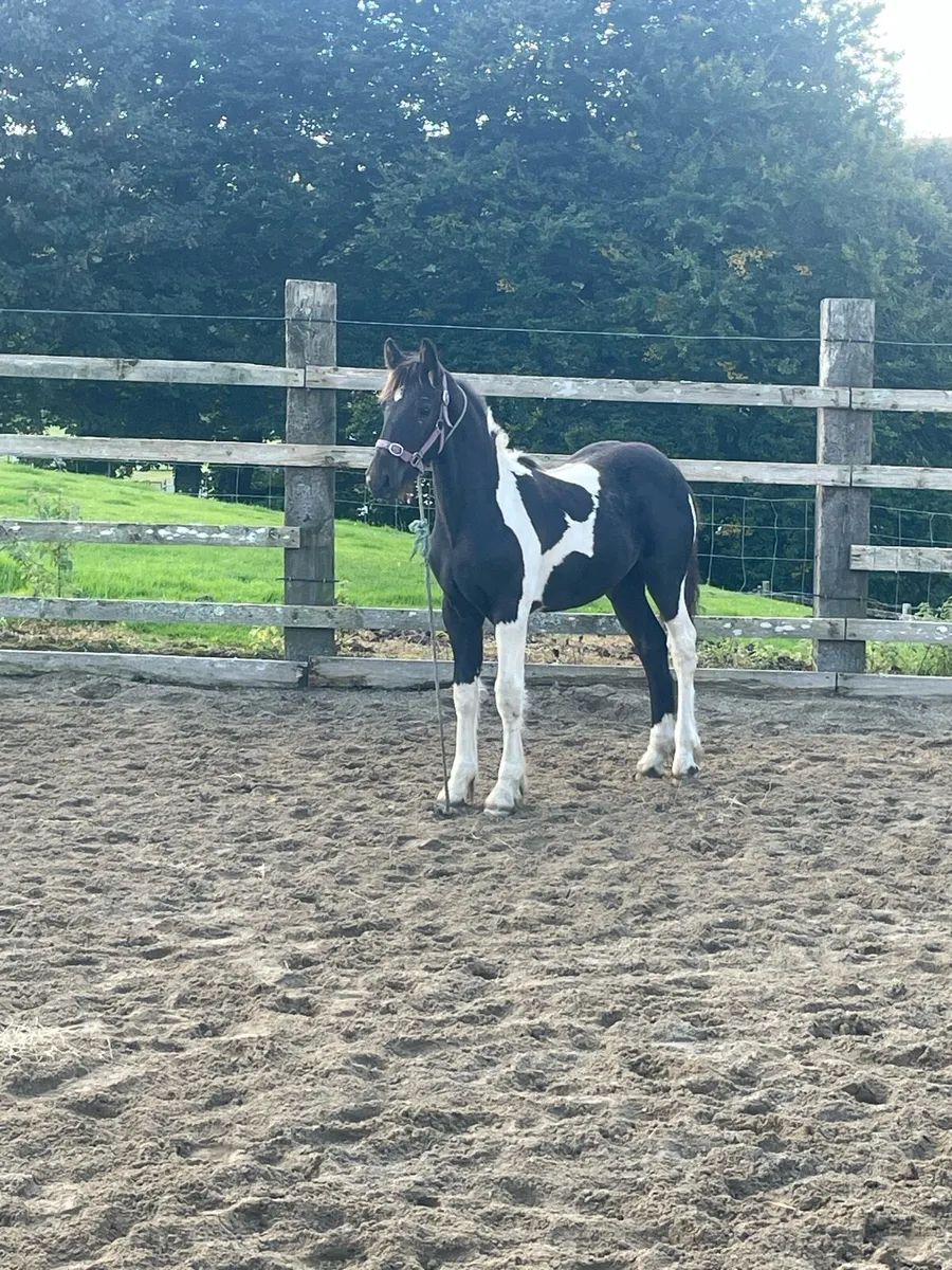 Coloured Colt Foal - Image 4