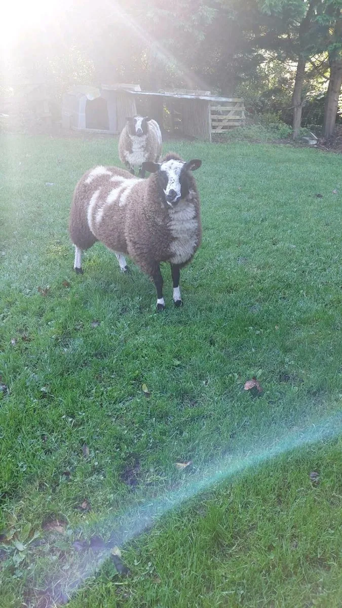 Dutch spotted - Image 1