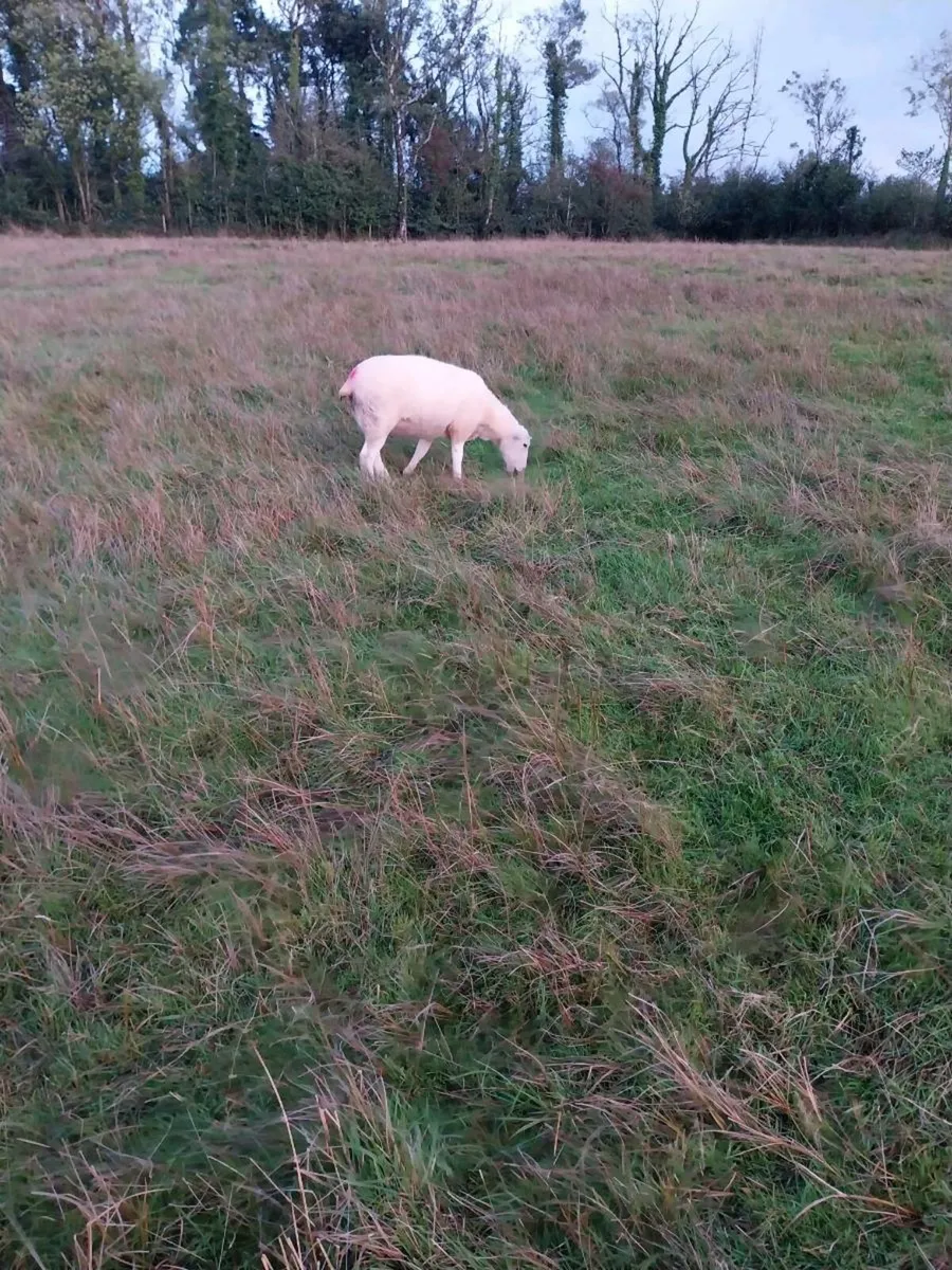 Hoggets ewes - Image 2