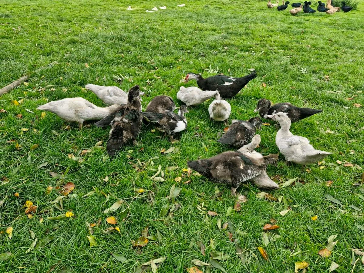 Muscovy ducklings & Orpington ducks - Image 2