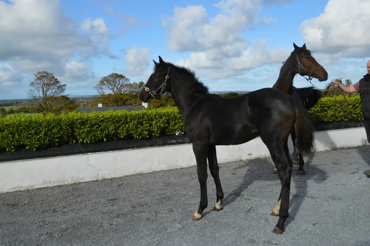 Filly foal - Image 3
