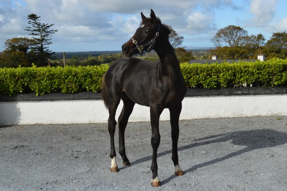 Filly foal - Image 4