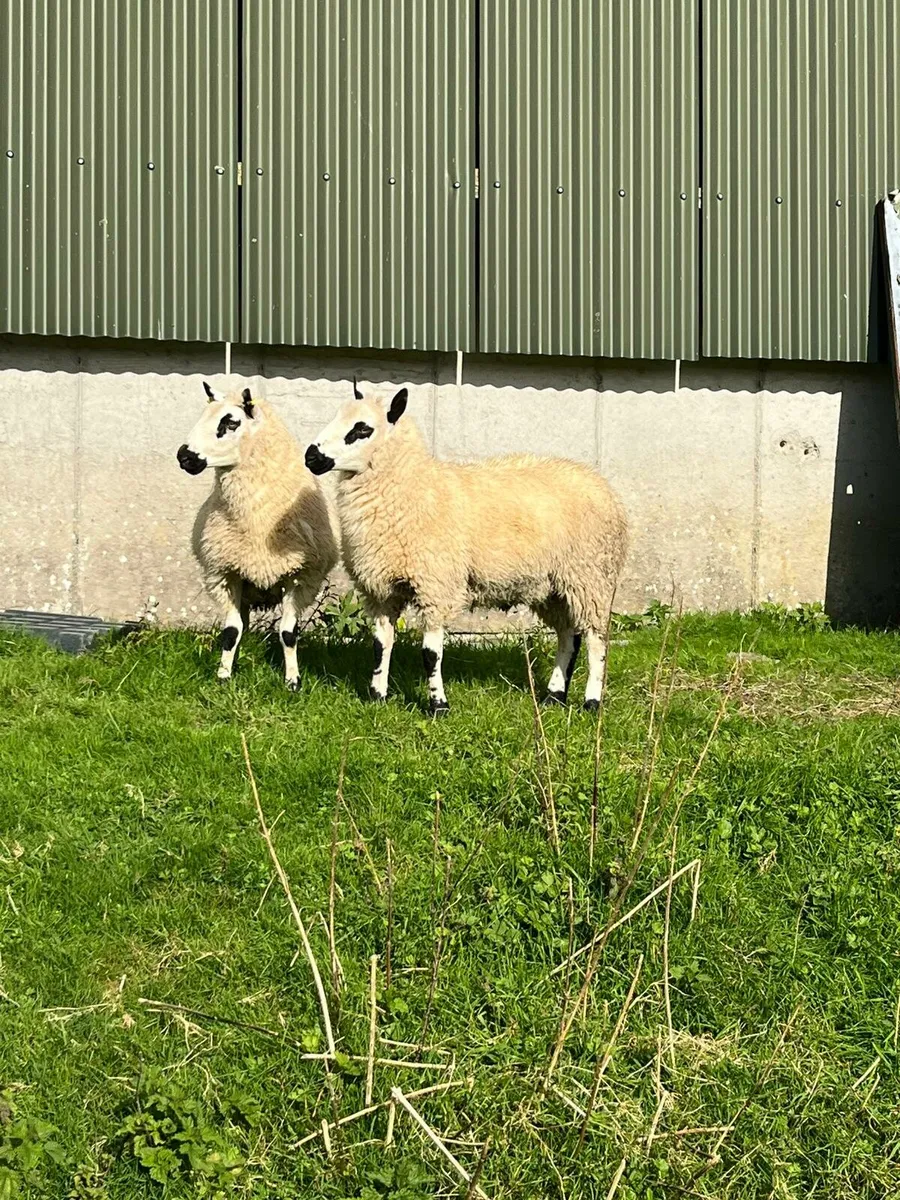 Kerryhill Ram lambs - Image 2